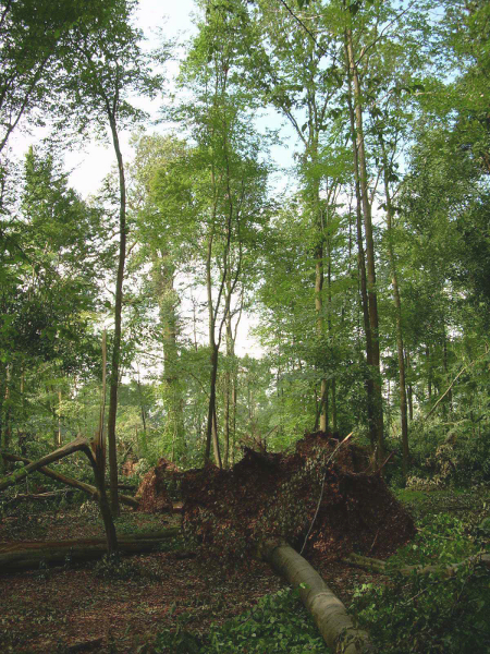 Ein Wald mit Totholz