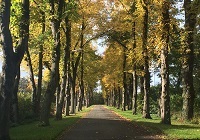 Linden Doppelallee Hof Nottuln