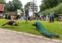 Ein Pfauenpaar beim Openair Kino