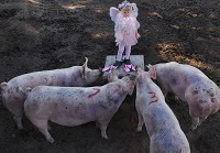 Ein kleines Mädchen mit rosa Kleidung steht auf einer Kiste, drumherum stehen vier Schweine