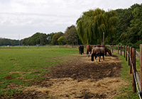 Ponyhof Georgenbruch