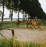 Münsterländisches Idyll