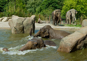 Der Allwetterzoo in Münster