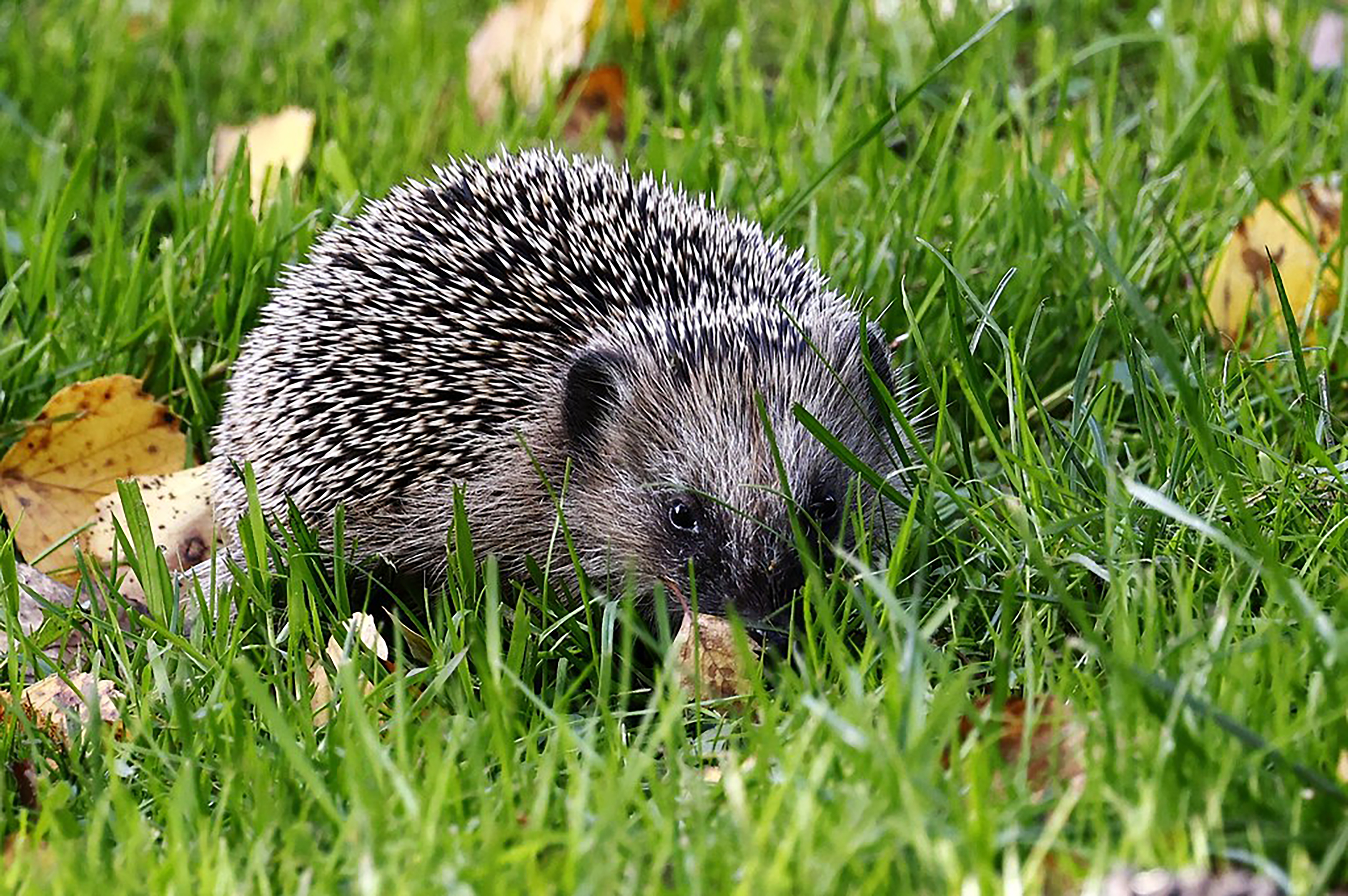 Igel auf Rasen