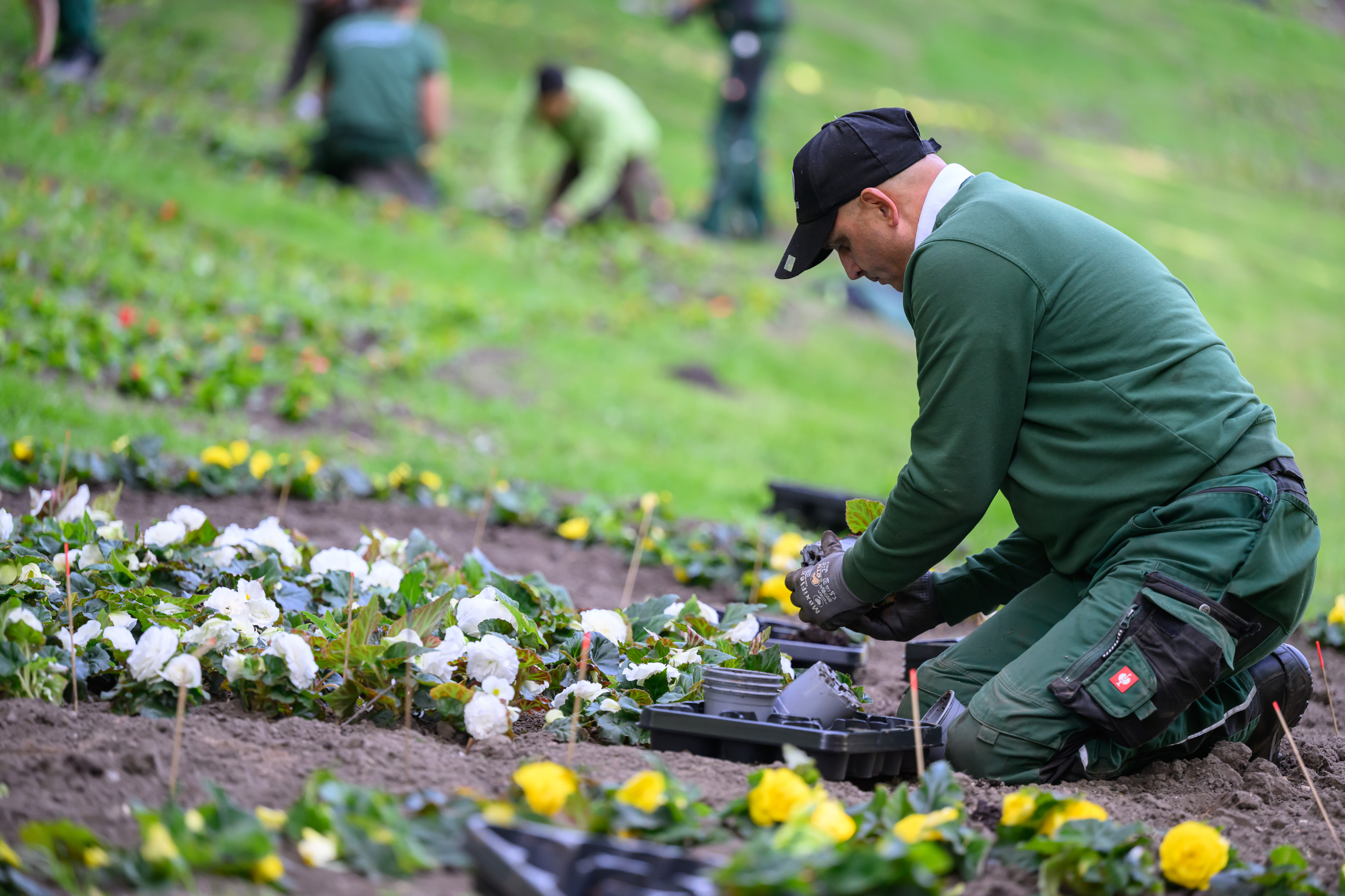 Mann kniet auf dem Rasen und pflanz Blumen ein