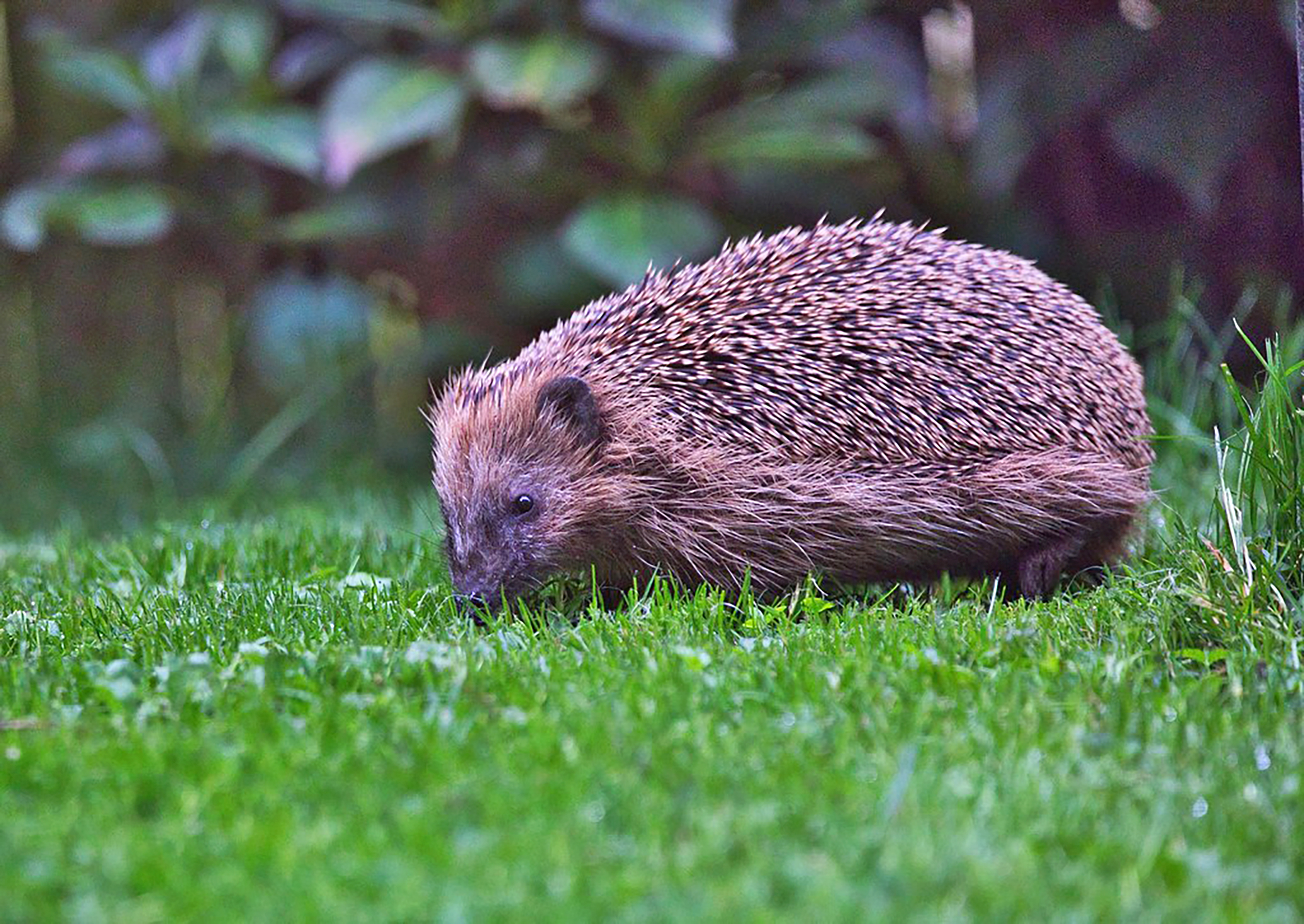 Igel auf Rasen