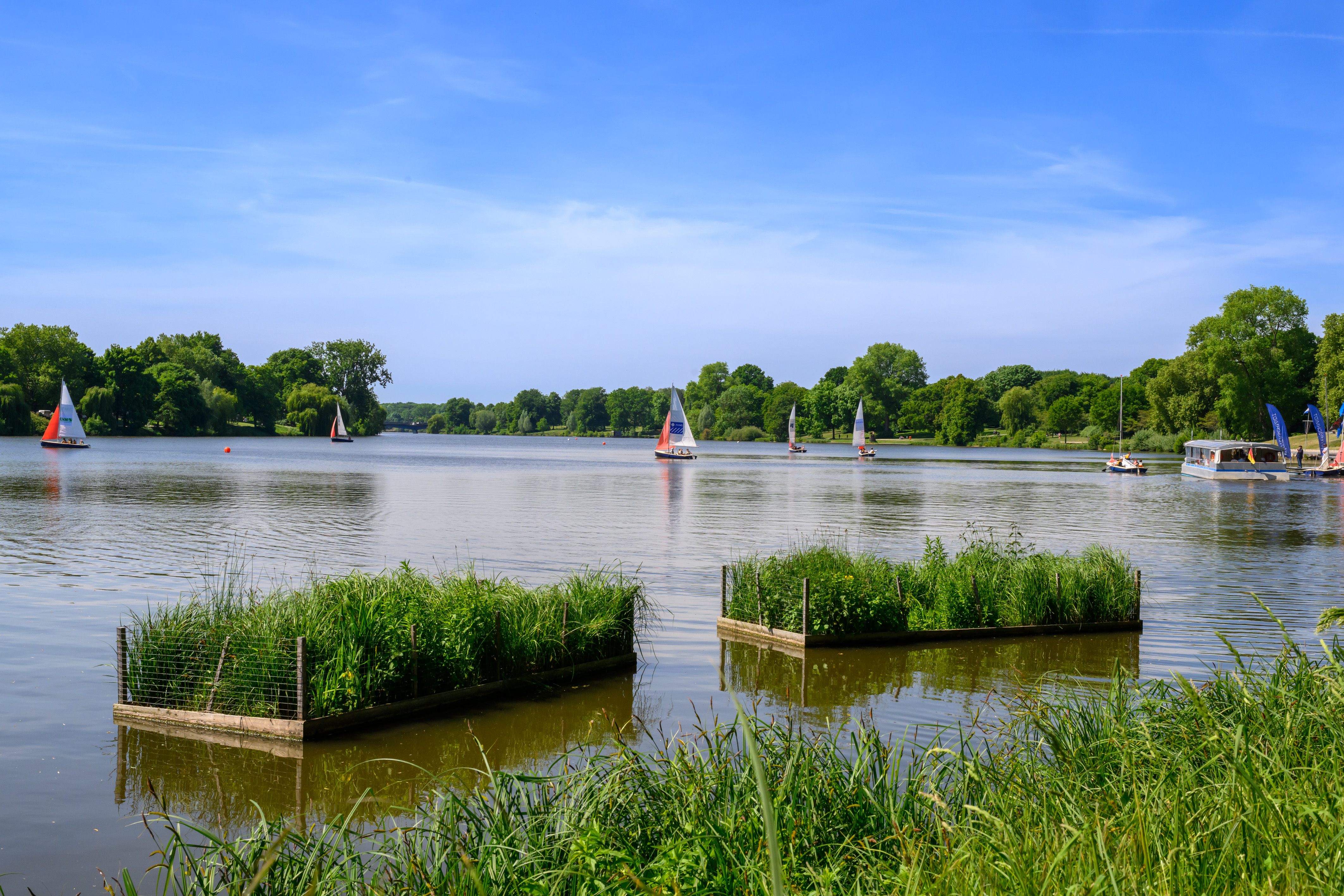 Röhrichtzonen im Aasee