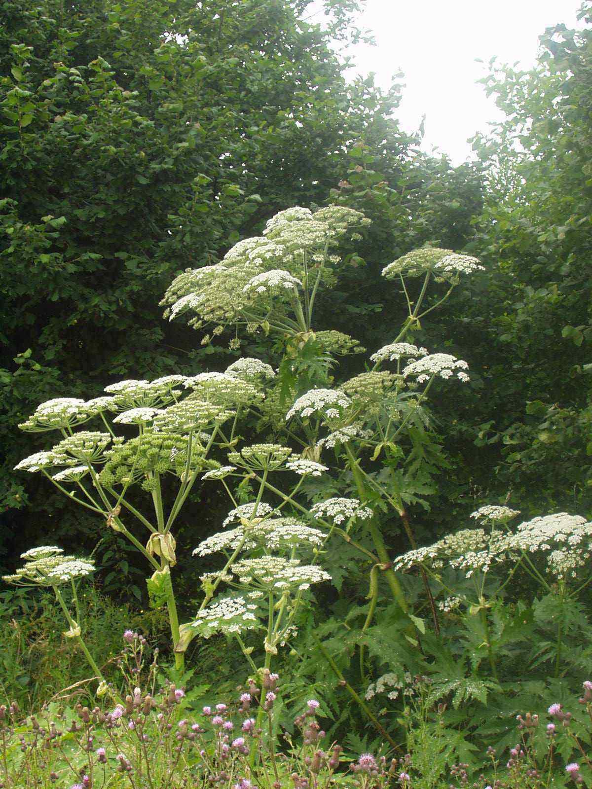 Hochgewachsene Pflanze mit weißen Blüten namens Riesen-Bärenklau, auf einer Wiese.