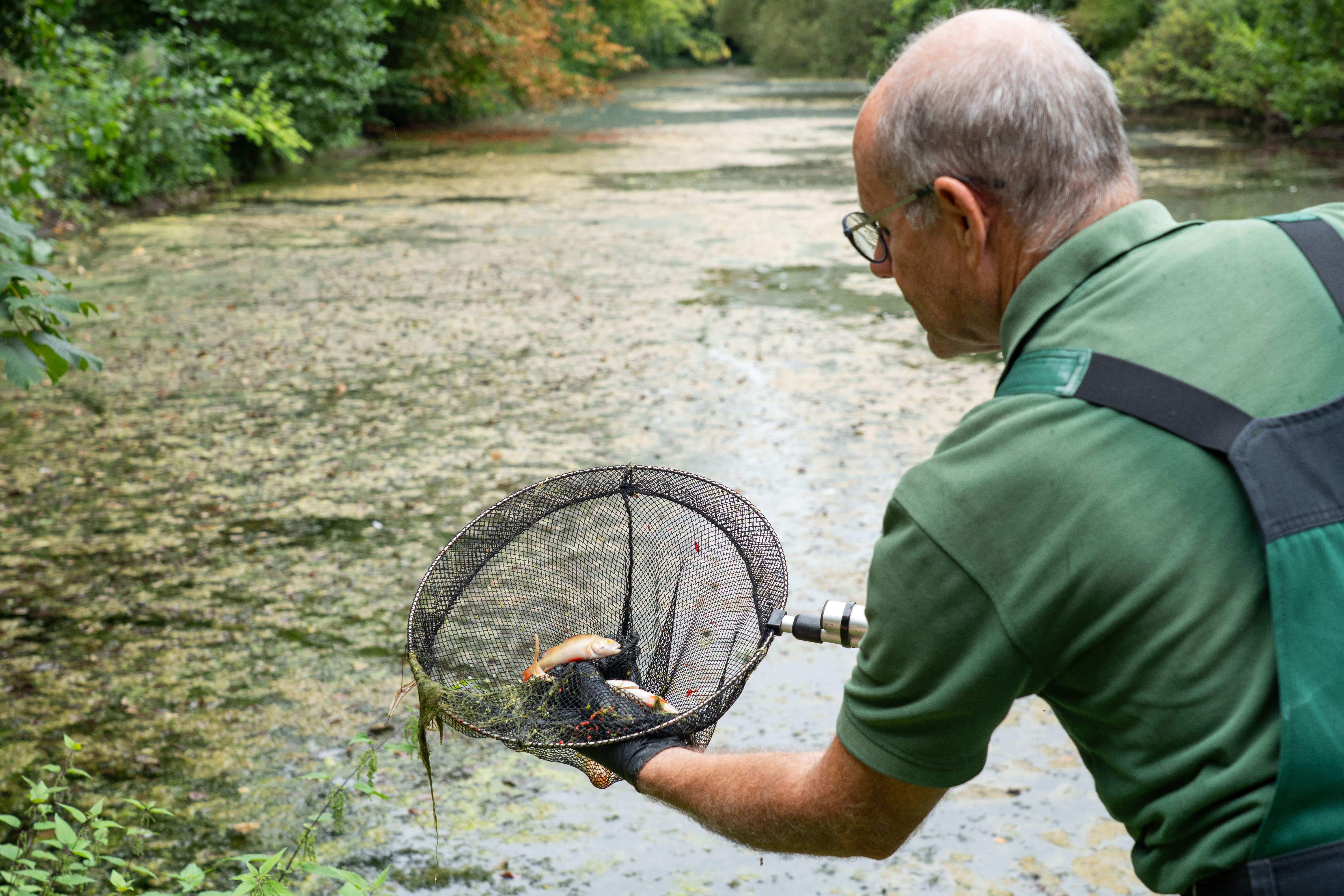 Mitarbeiter vom Grünflächenamt entfernt tote Fische mit einem Kescher