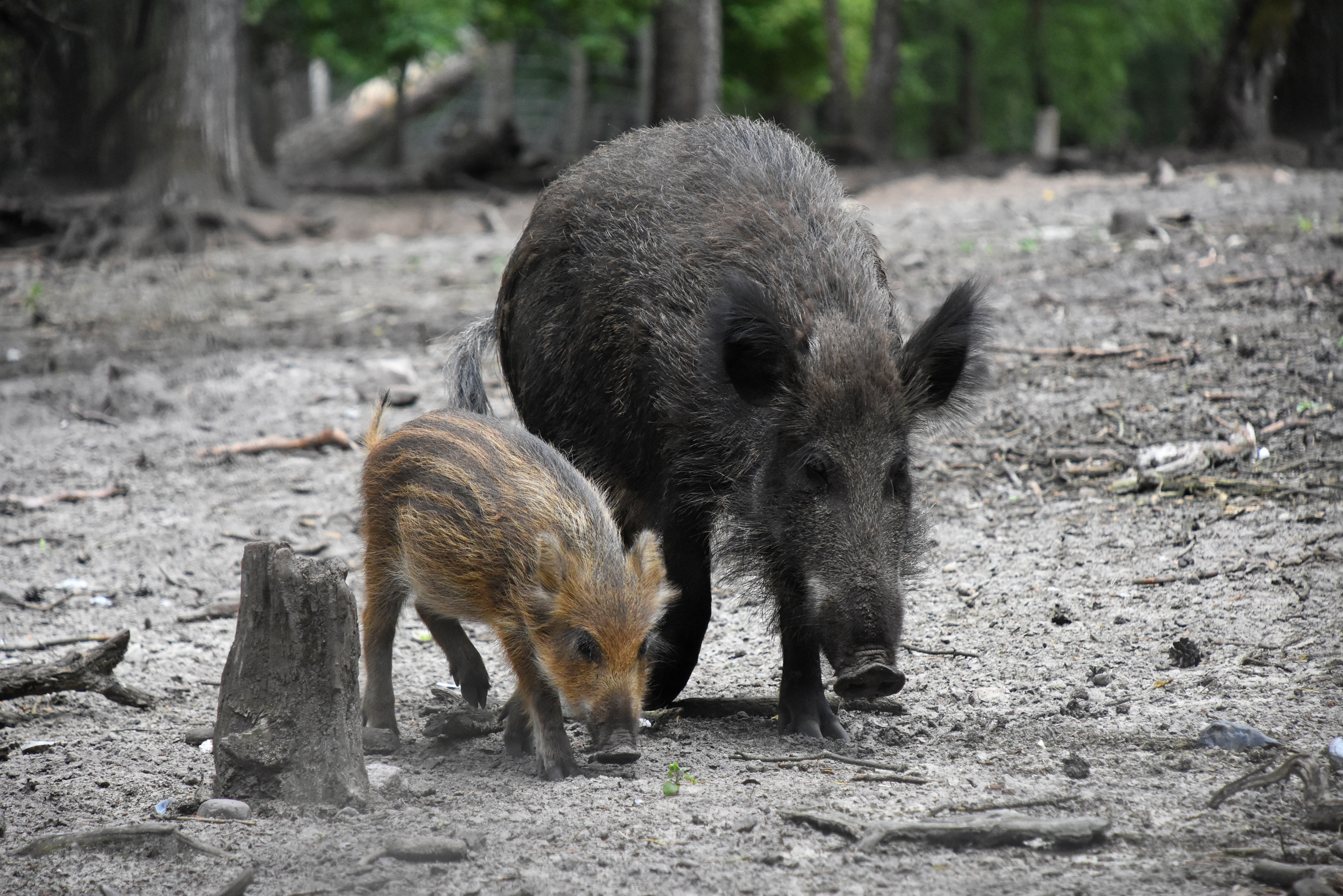 Wildschwein mit Frischling