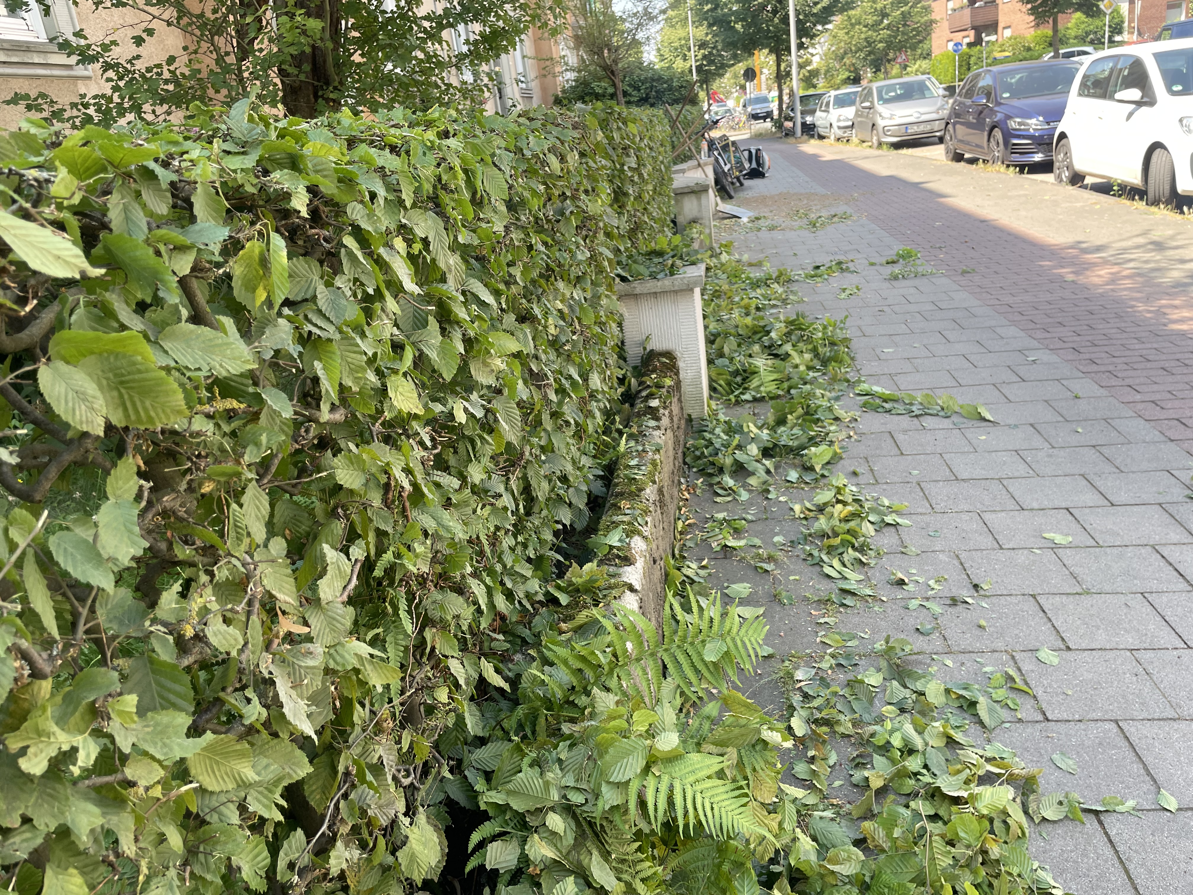 Sträucher wachsen von links in einen Gehweg hinein.
