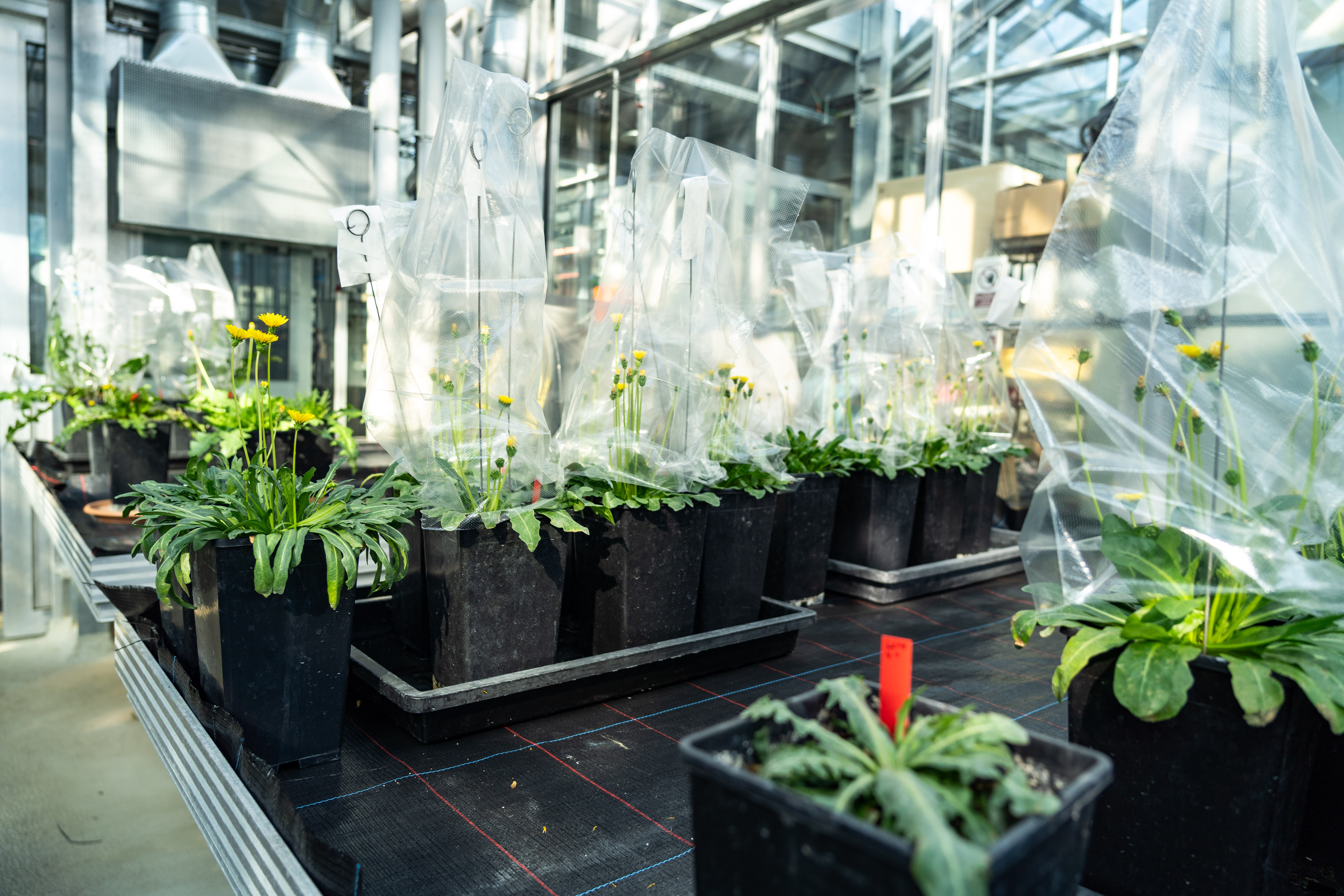 Löwenzahn in einem Gewächshaus