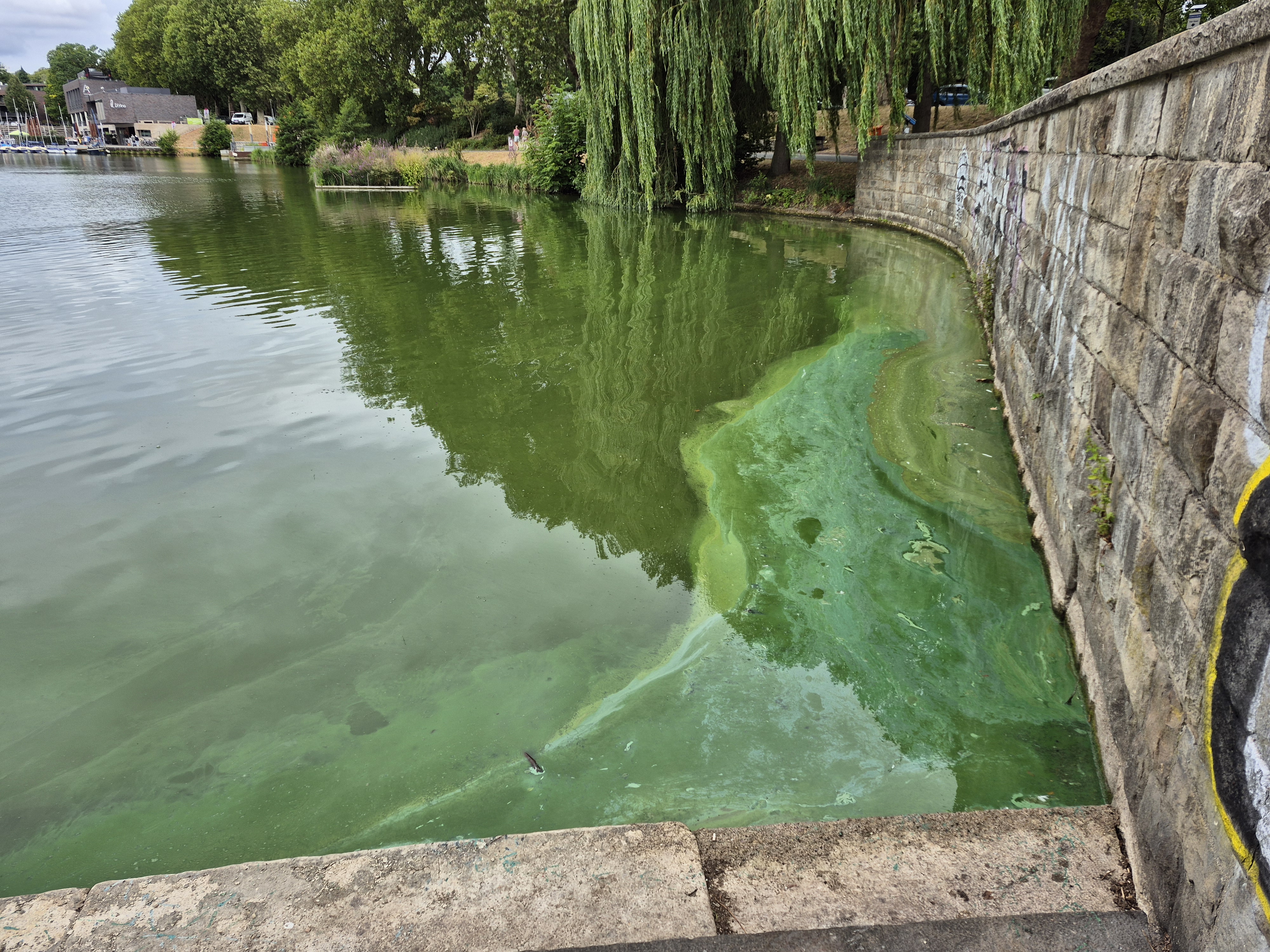 Blaualgen auf dem Aasee