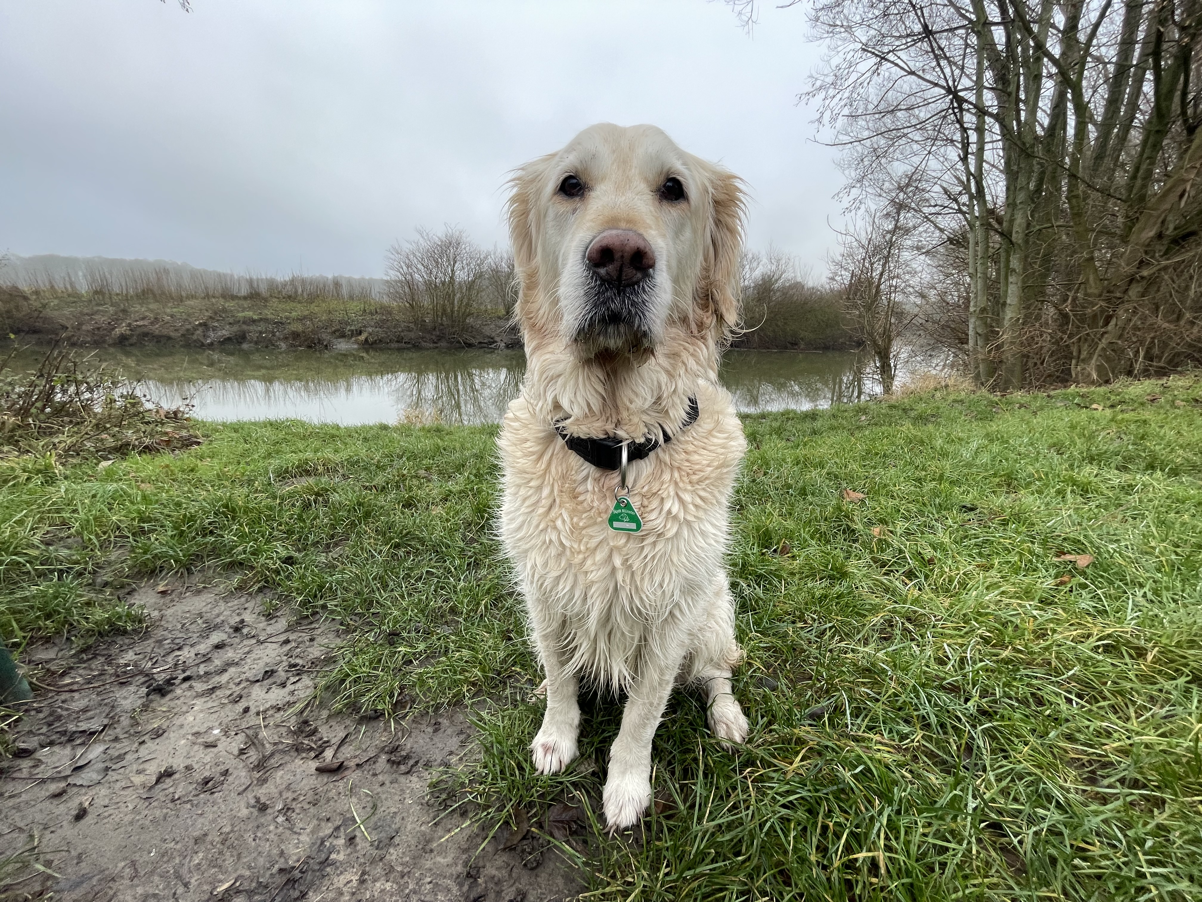 Ein Hund mit hellbraunem Fell sitzt auf einer Wiese