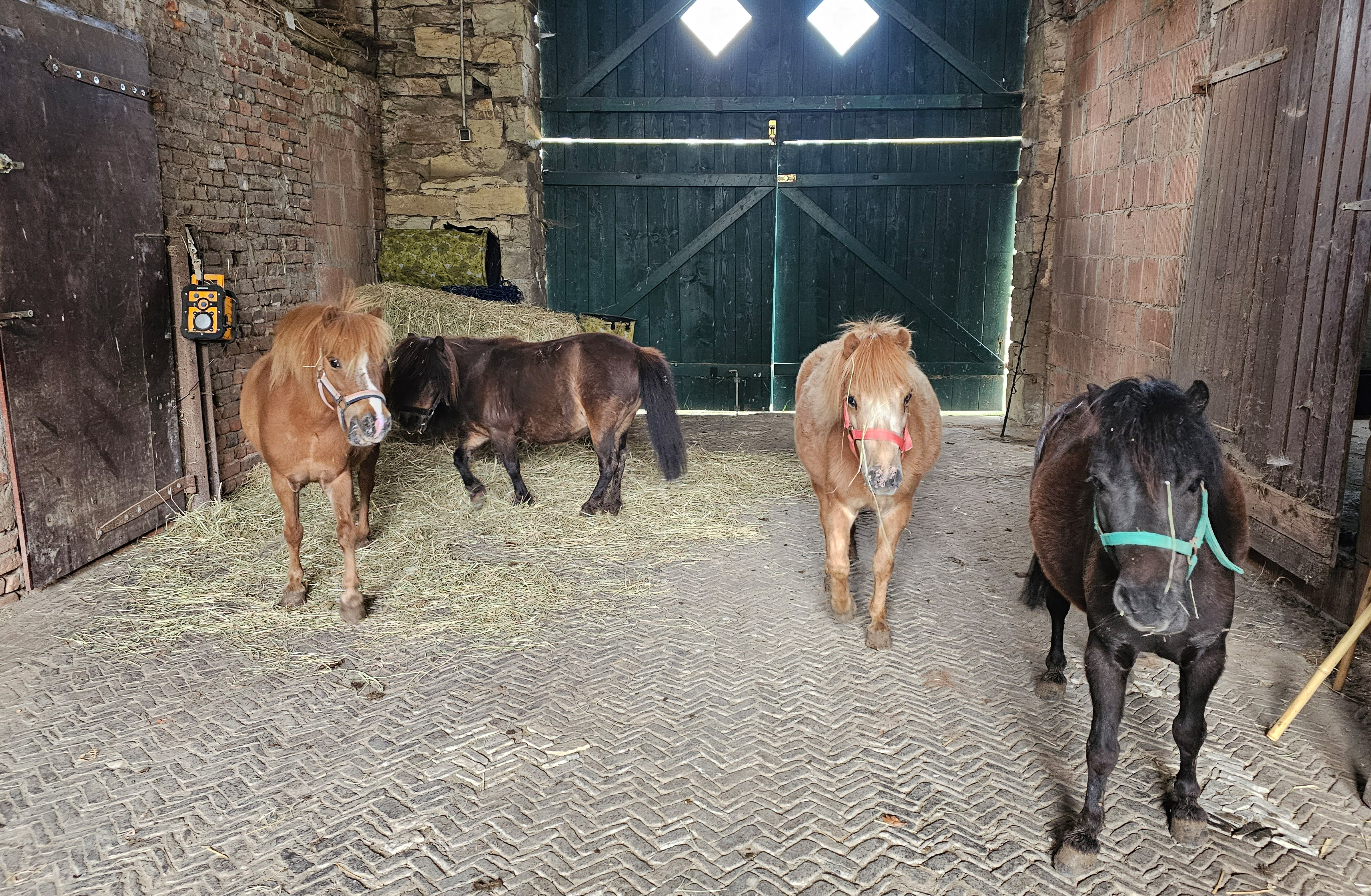 Vier Shetlandponies in einem Raum