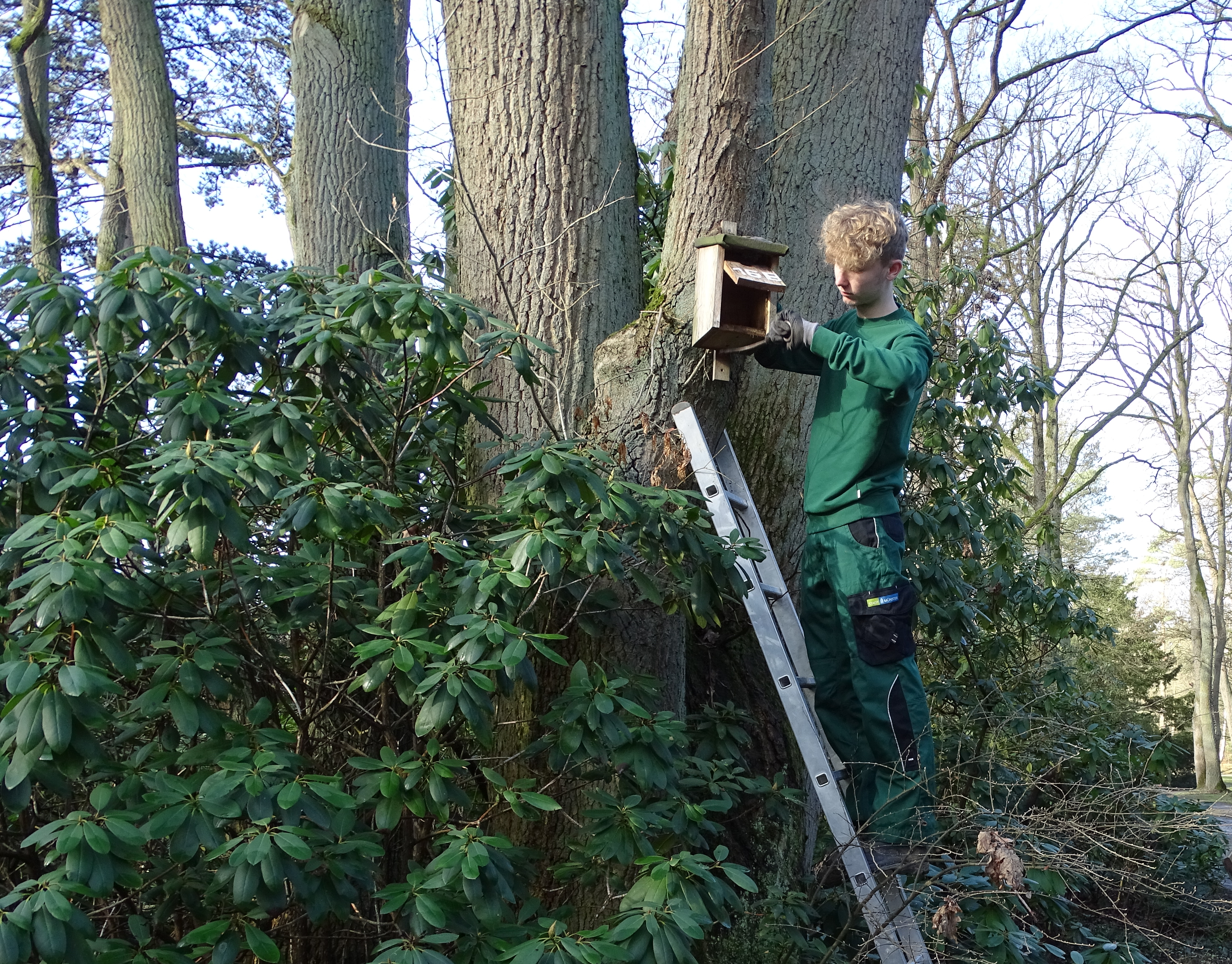 Junger Mann auf einer Leiter bringt ein Vogelhaus an einem Baum an