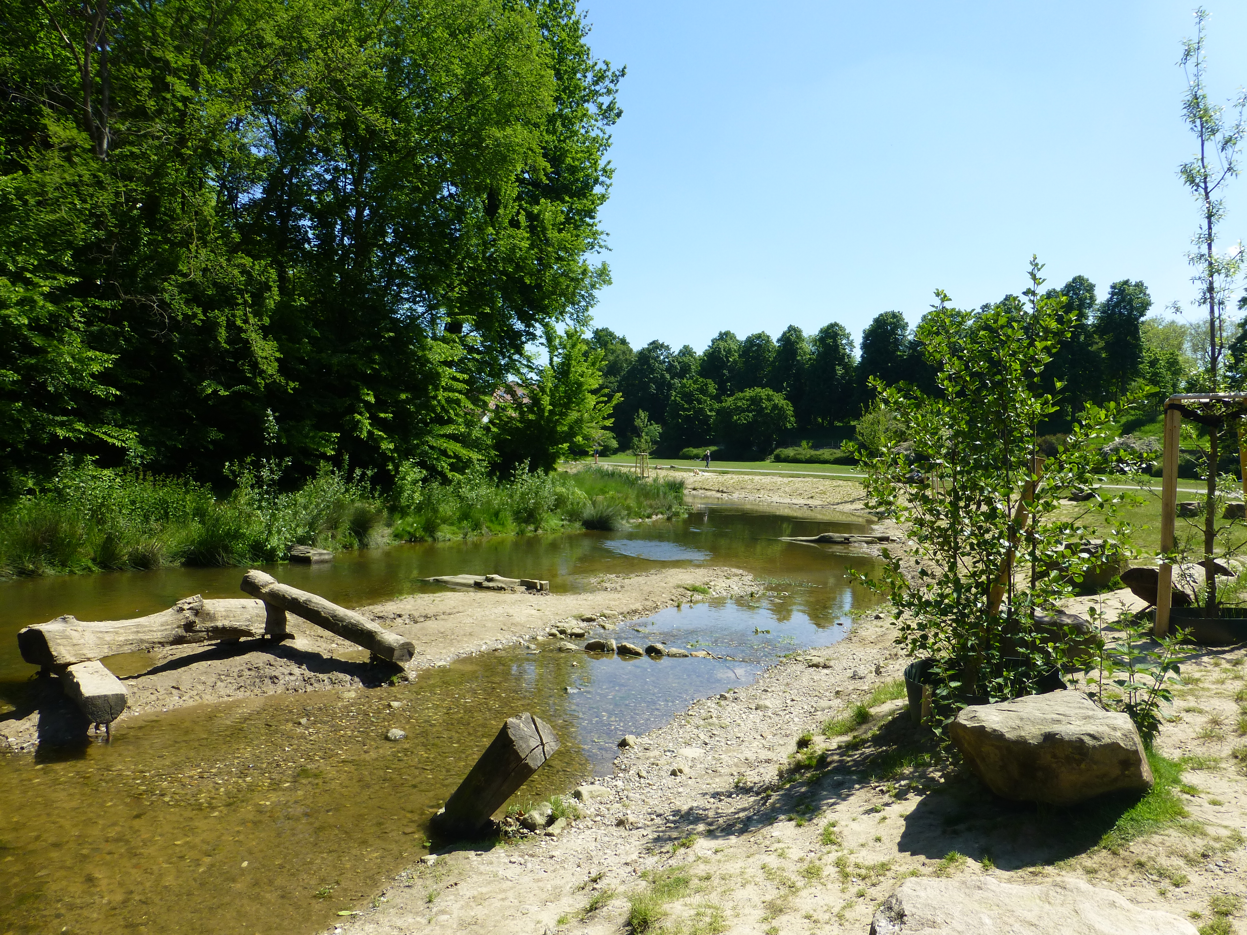 Die renaturierte Aa an der Westerholtschen Wiese 