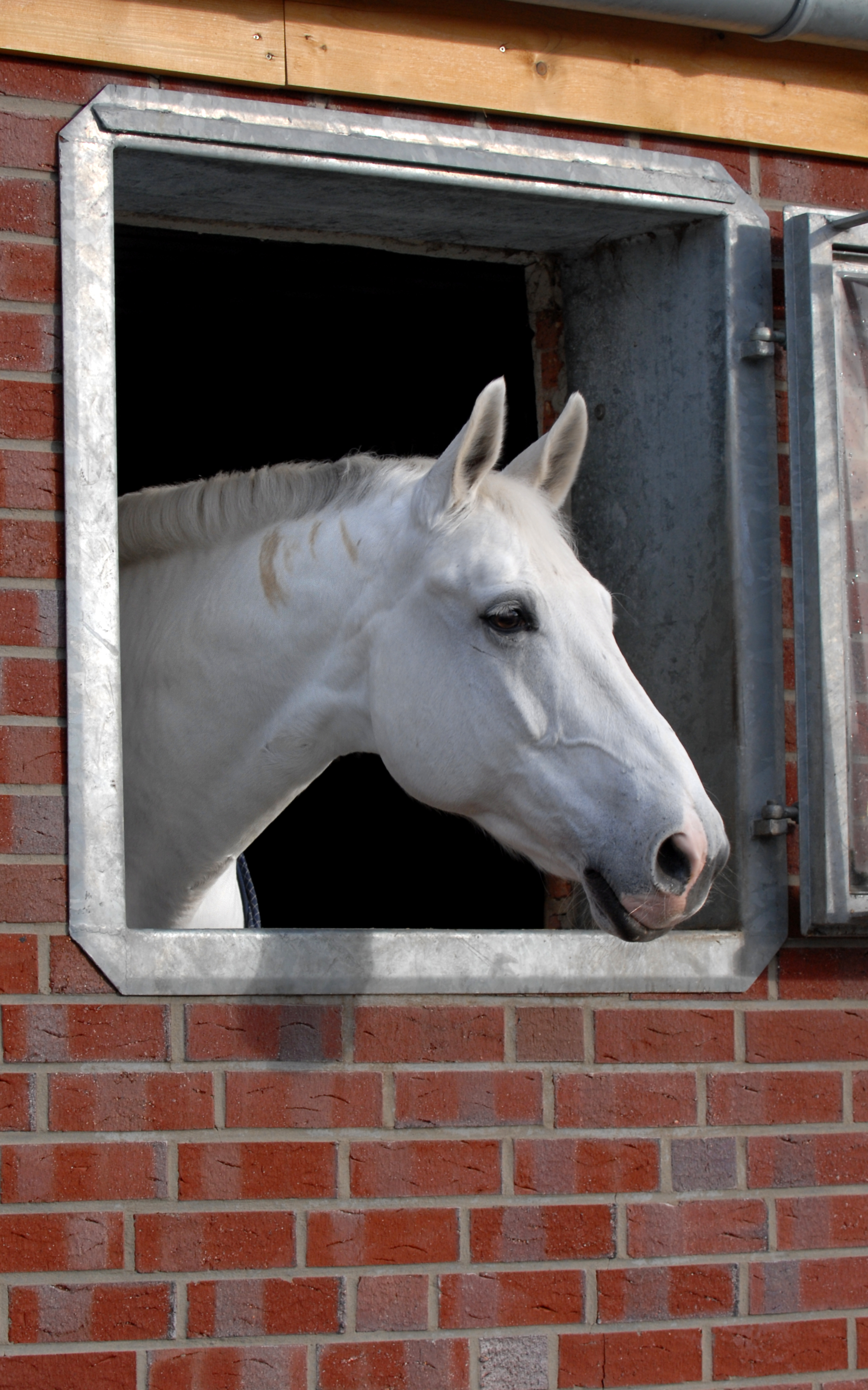 Ein Pferd schaut aus einem Stall-Fenster