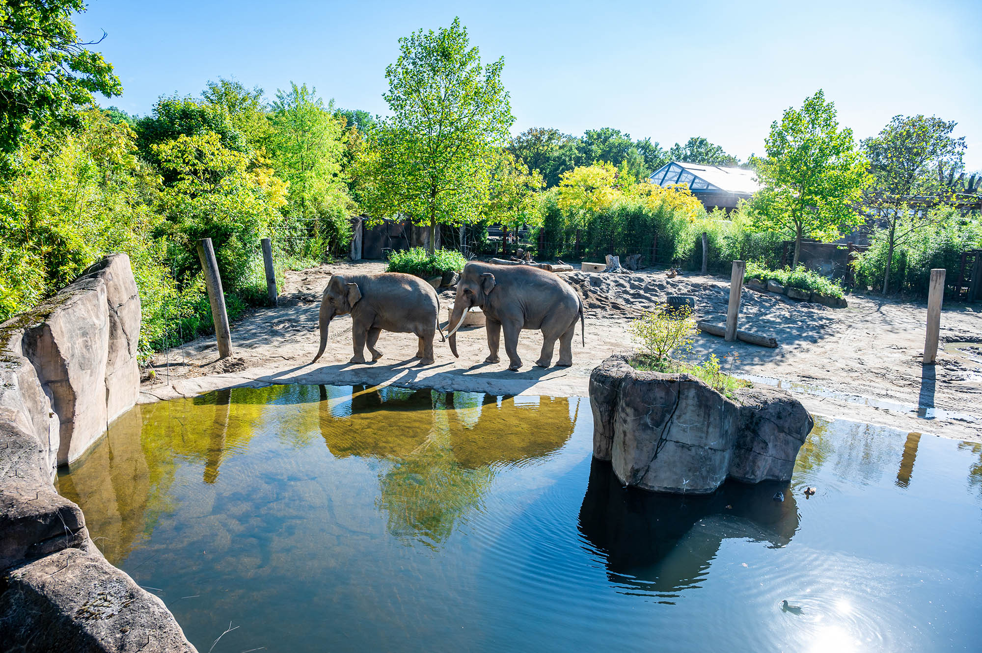 Elefantenpark im Allwetterzoo