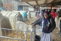 Besuch beim Milchbauernhof, zwei Personen streicheln einen Kalb