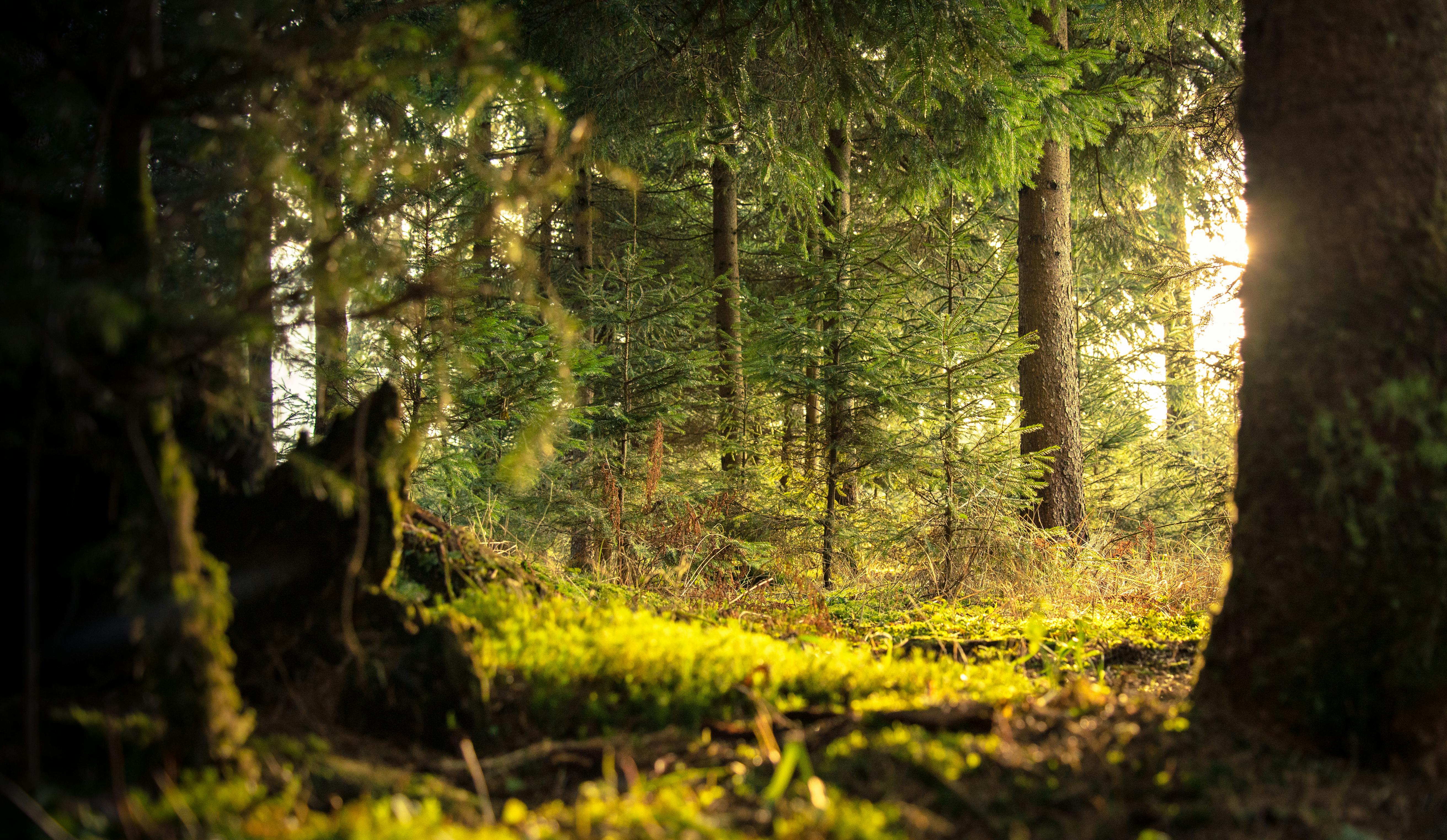 Wald im Herbst
