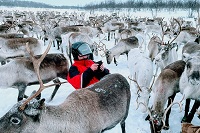 Winterfütterung der Rentiere in Norwegen mit Autor Tilmann Bünz. Herde von Rentieren mit Autor Tilmann Bünz bei der Fütterung.
