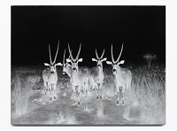 Bild des Werkes der Künstlerin einer Malerei in schwarz/weiß, auf uns 4 Rehböcke gegenüberstehen und anschauen.