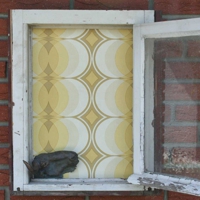Geöffnetes altes Holzfenster mit gelber Retro-Tapete im Hintergrund, davor der Kopf eines Gnus