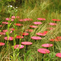 Rote Metallplatten auf Stäben in einer Wiese