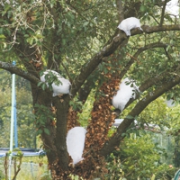 Kokons an einem Baum