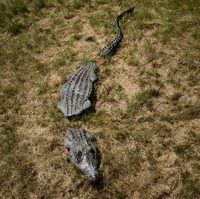 Keramik eines Kaimans, der so auf einer Wiese platziert ist, dass es den Anschein hat, er würde an der Wasseroberfläche schwimmen