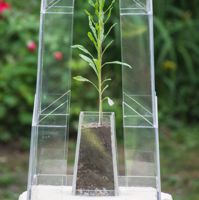 Pflanze in Plexiglasstele auf einem Sandsteinsockel