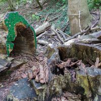 halbrunde grüne Glasperlen an einem alten Baumstumpf