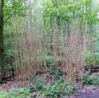 Schilfreihungen im Wald