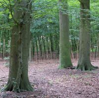 Schilfreihungen im Wald