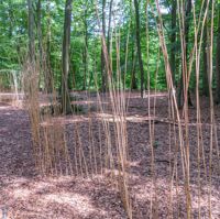 Schilfreihungen im Wald