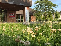 Zu sehen ist eine grüne Wiese mit blühenden Kleeblüten vor dem Haupteingang des Begegnungszentrums und Theater in der Meerwiese