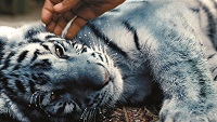 Ein kleiner Tiger mit weiß-blülich schimmerndem Fell liegt auf der Seite und wird von einer Hand am Hals gestreichelt.