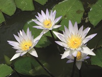 Abbildung weiße blühende Seerosen