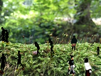 Fotocollage: grünes Moos im Wald, darin sind kleine menschliche Figuren gesetzt