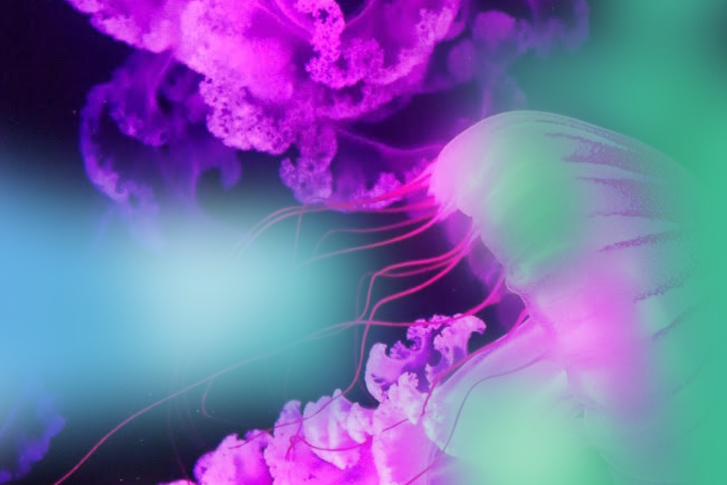 Grafik von "Der erste Schweigende Salon" RUE OBSCURE