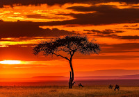 Bild: Eine afrikanische Landschaft.