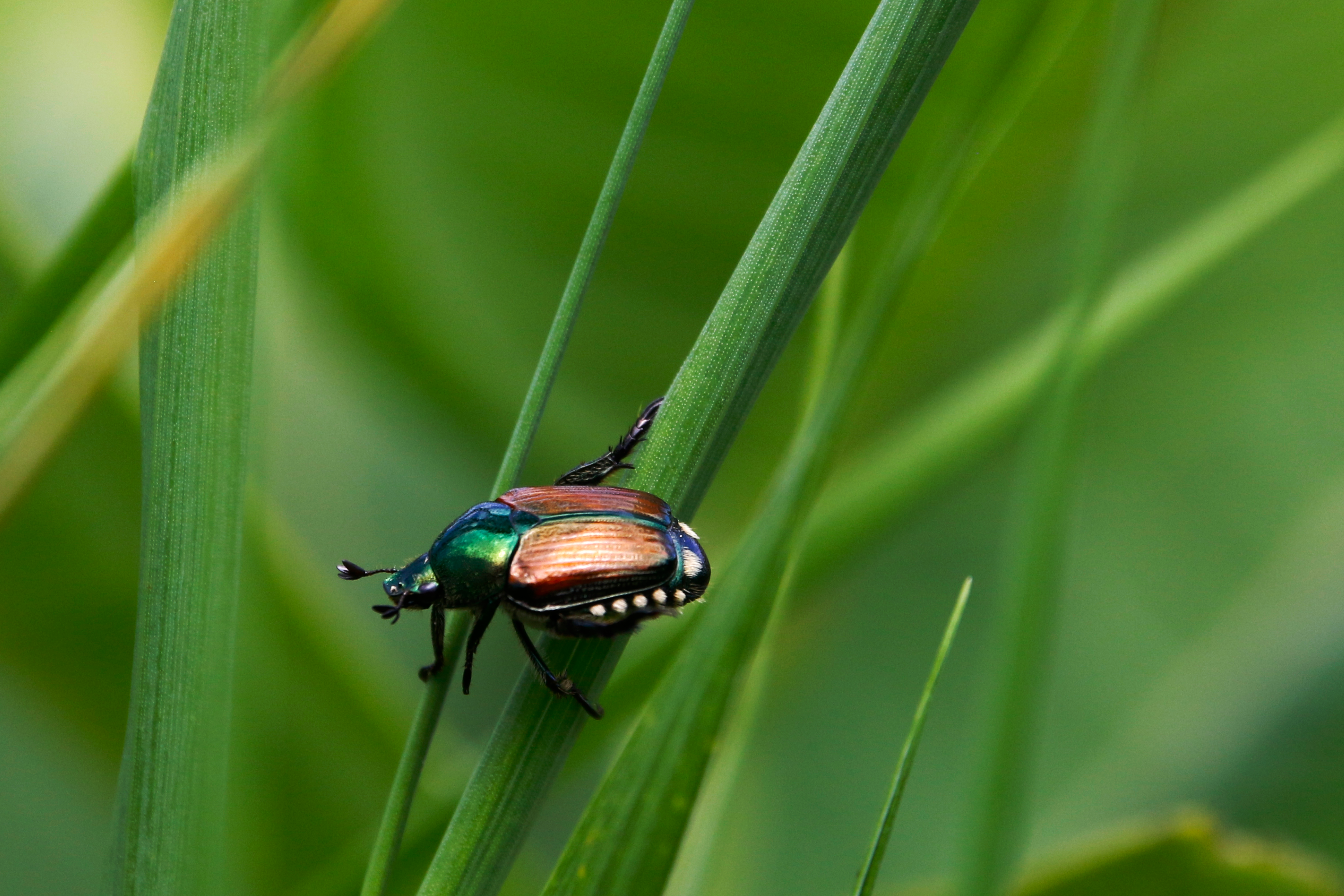 Japanischer Käfer auf einem Blatt - Close-up