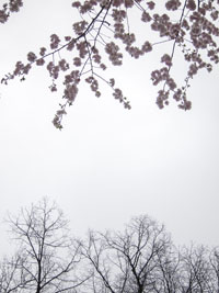 Hochformatiges Foto mit Kirschblütenzweigen am oberen Rand und kahlen Baumwimpfel am unteren Bildrand vor weißem Himmel.