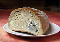 Verschimmeltes Brot Foto