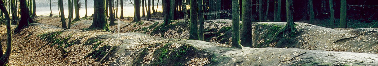Blick auf zwei Erdwälle im Wald
