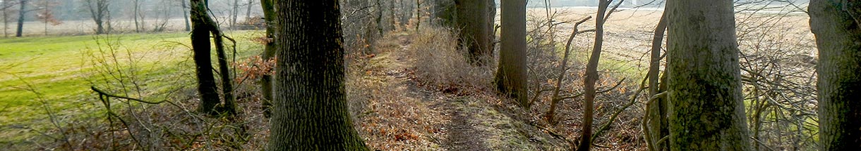 Waldweg auf einem Wall