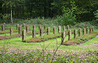 Gräberreihen mit Sandsteinkreuzen