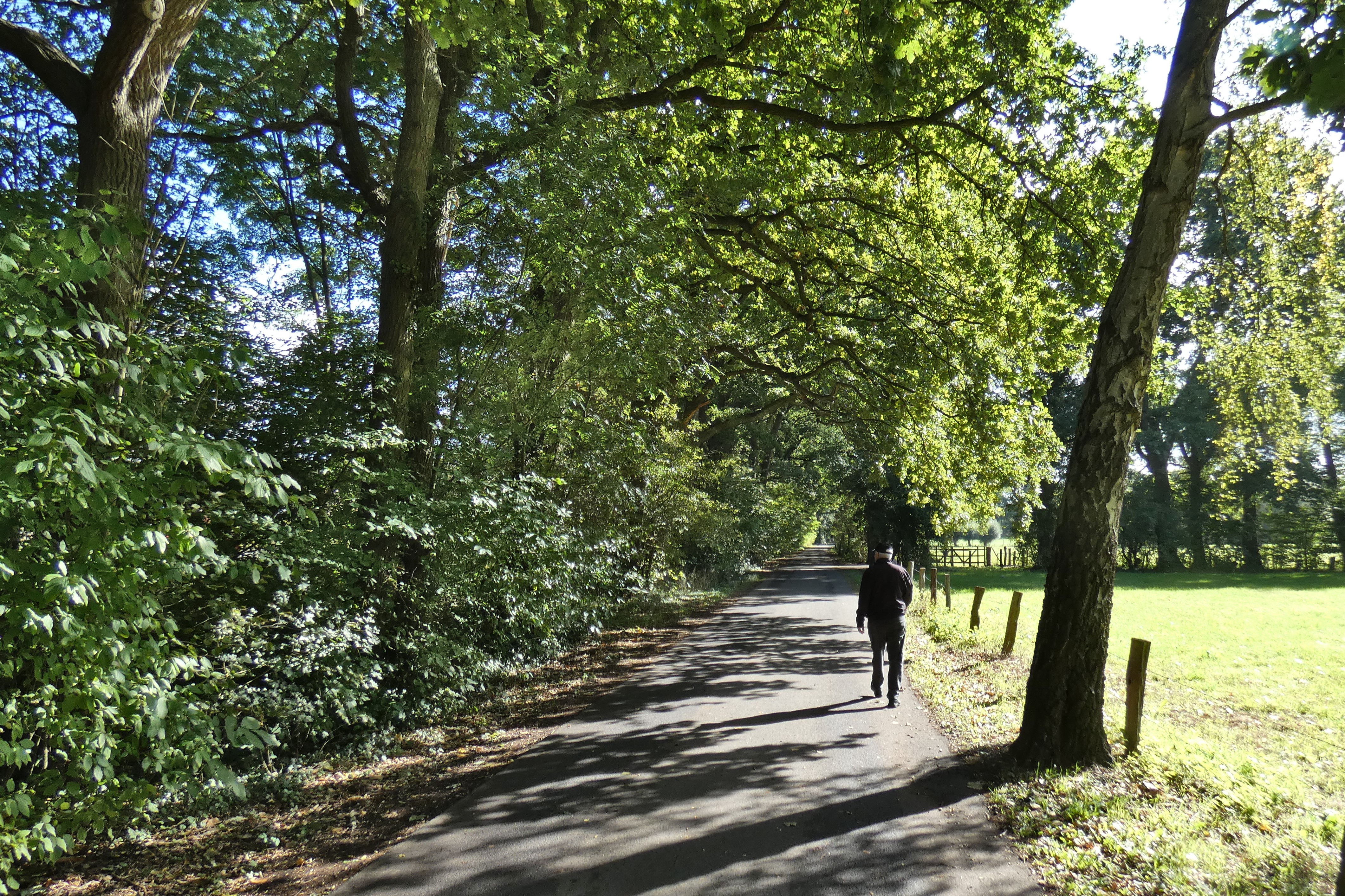 Weg im Kinderbachtal