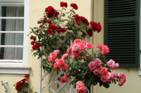 Rosen vor einem Fenster
